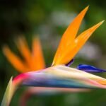 bird of paradise plant