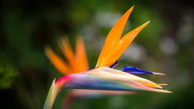 bird of paradise plant